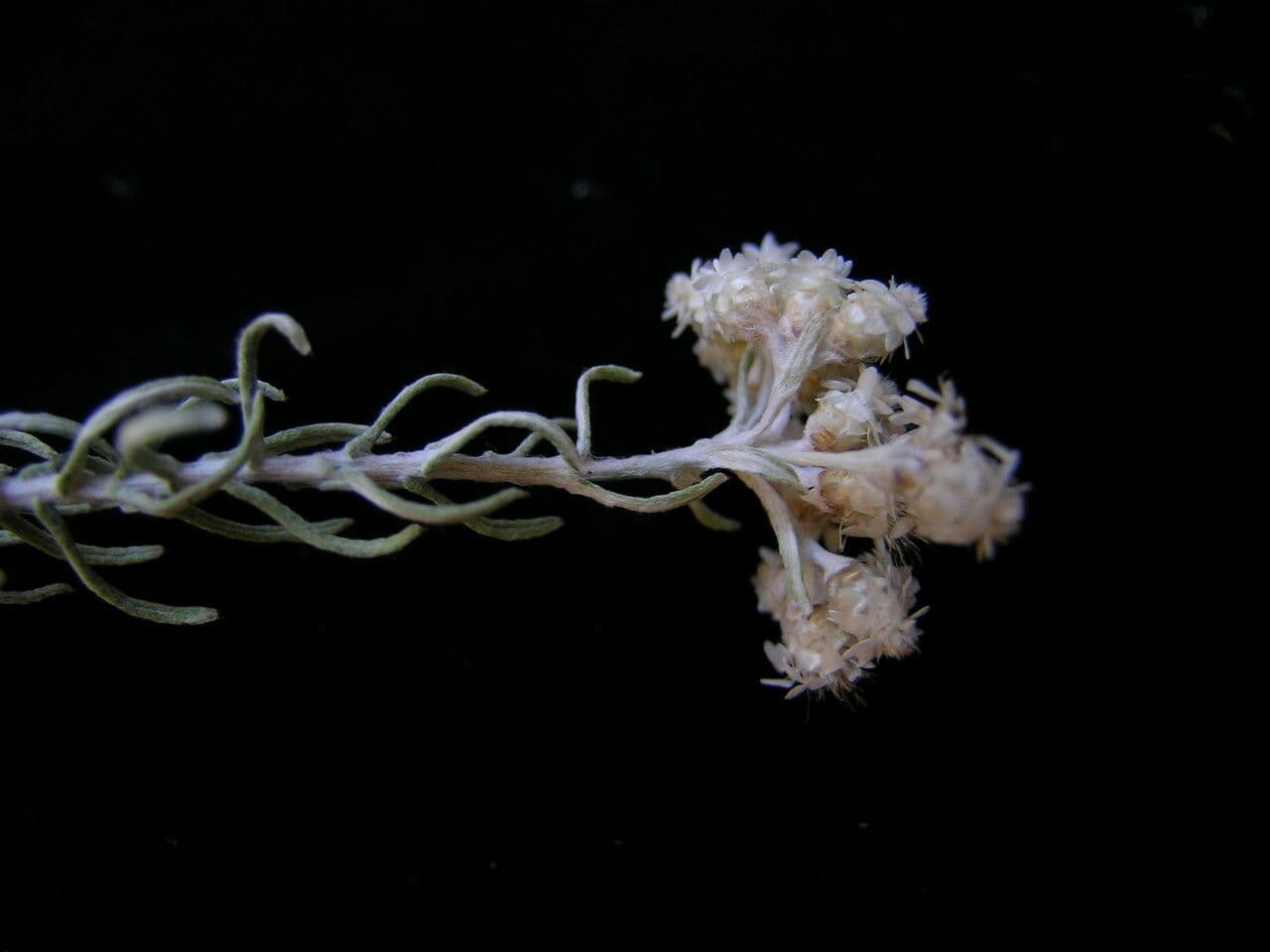 Anaphalis contorta 14