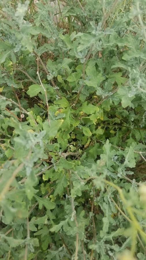 Parthenium incanum 12