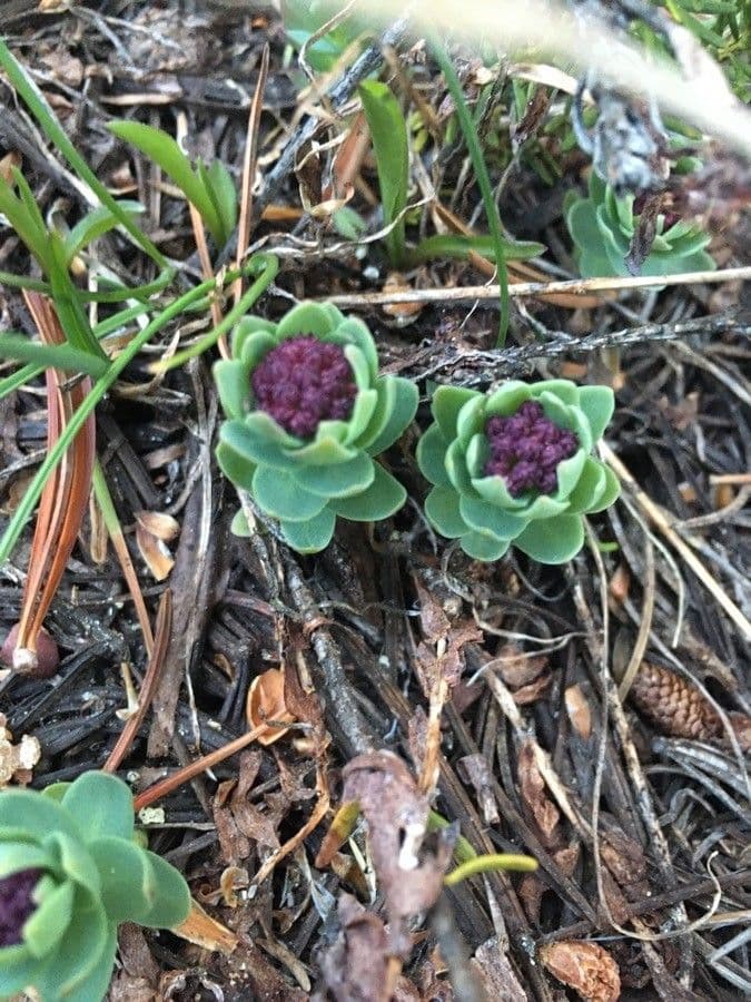Rhodiola integrifolia 18