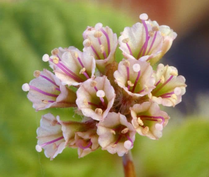Anulocaulis 7