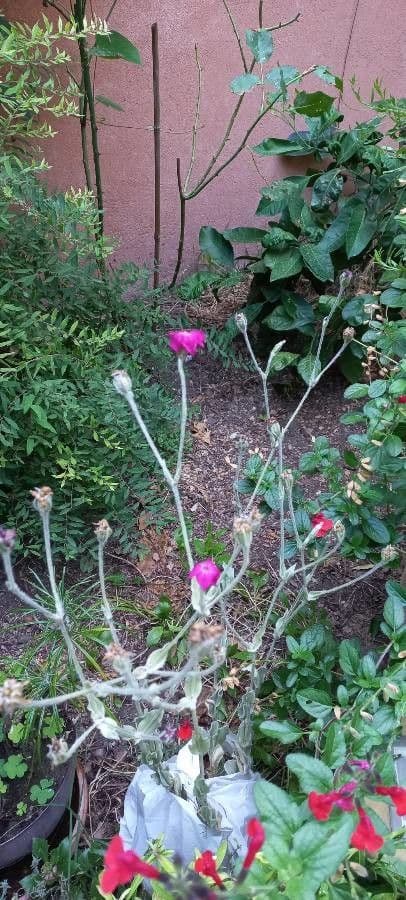 Silene coronaria 3