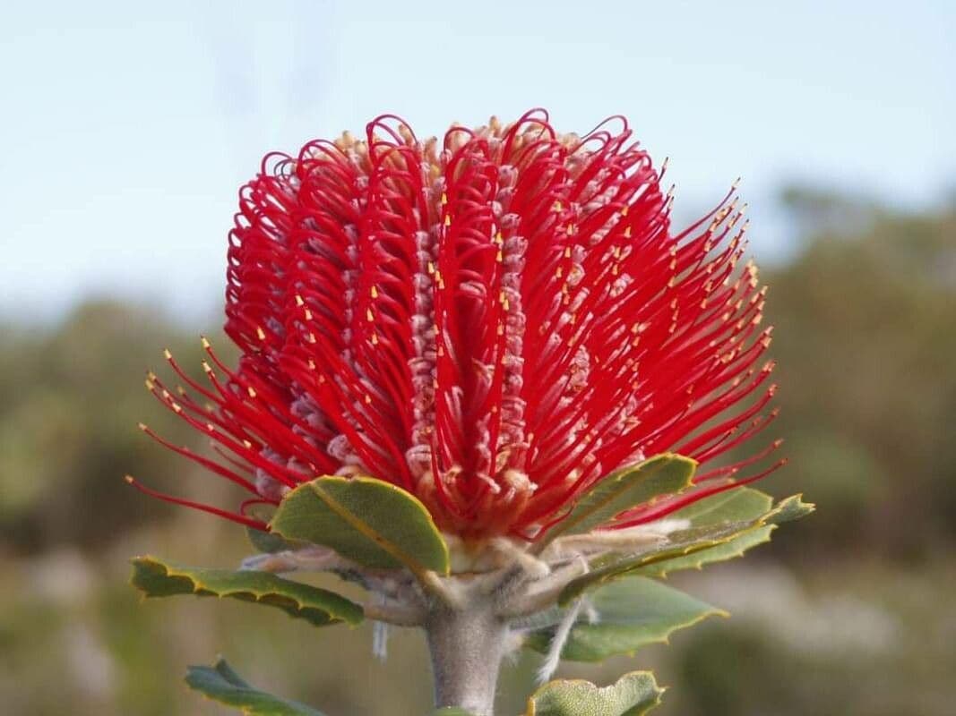 Banksia coccinea 3