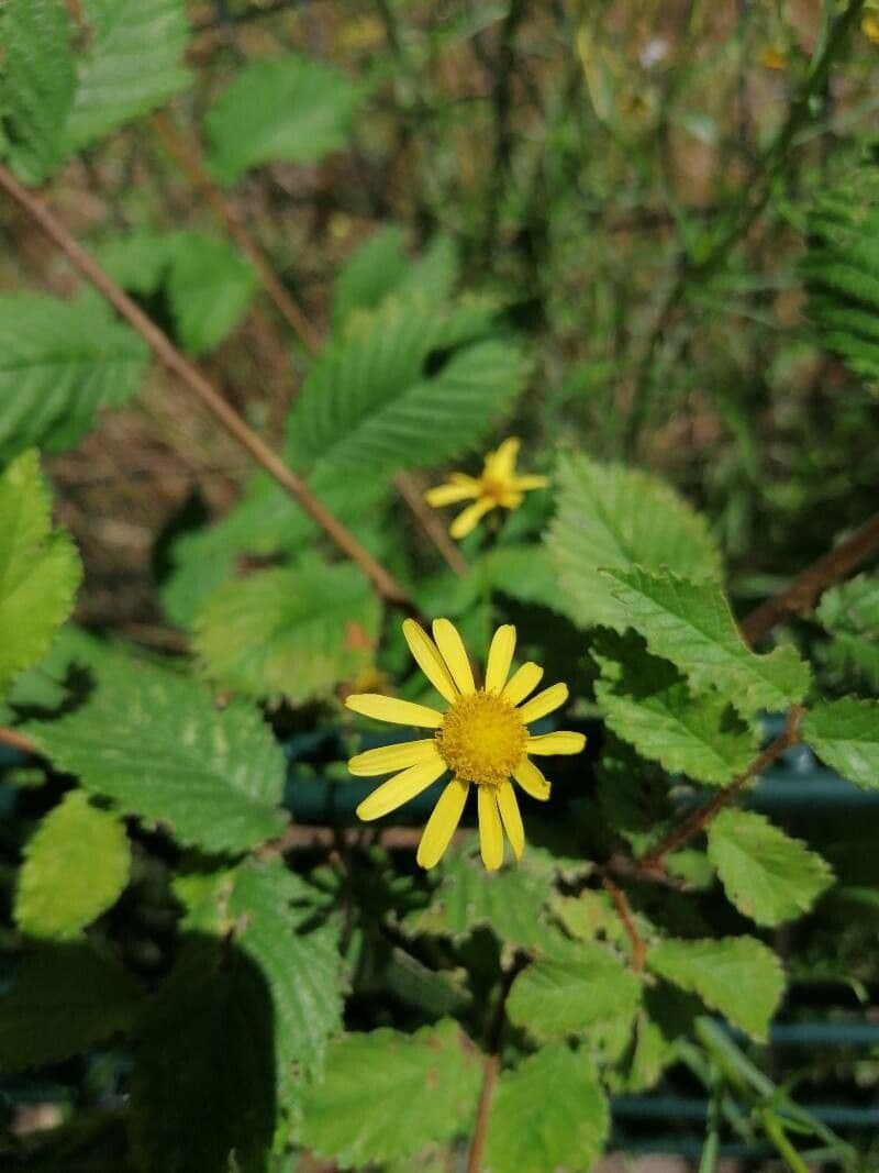Senecione acquatico