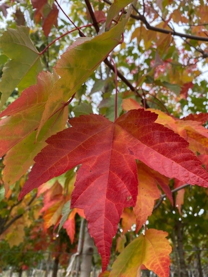 Érable rouge 18