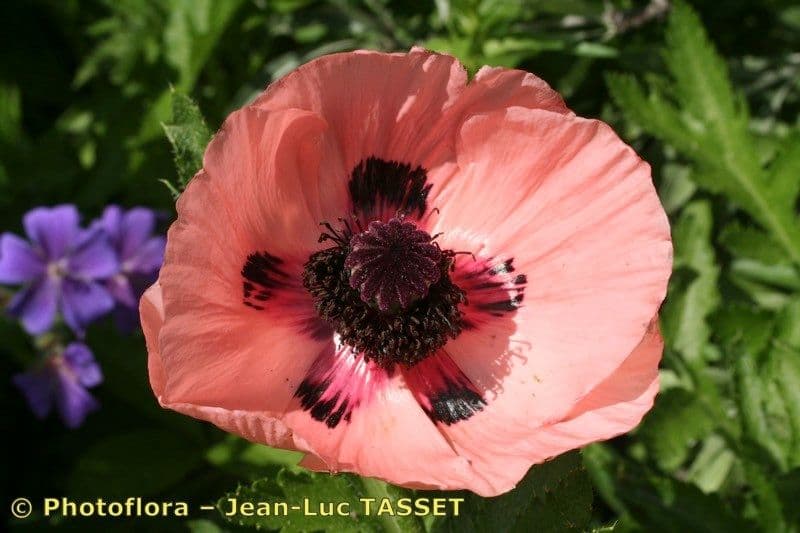 Scharlachmohn 4