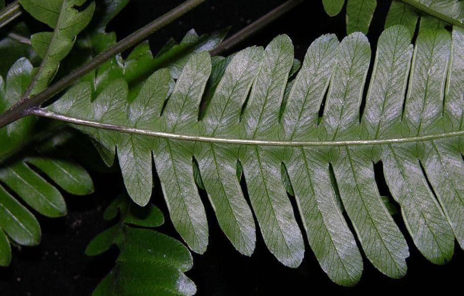 Pteris 3