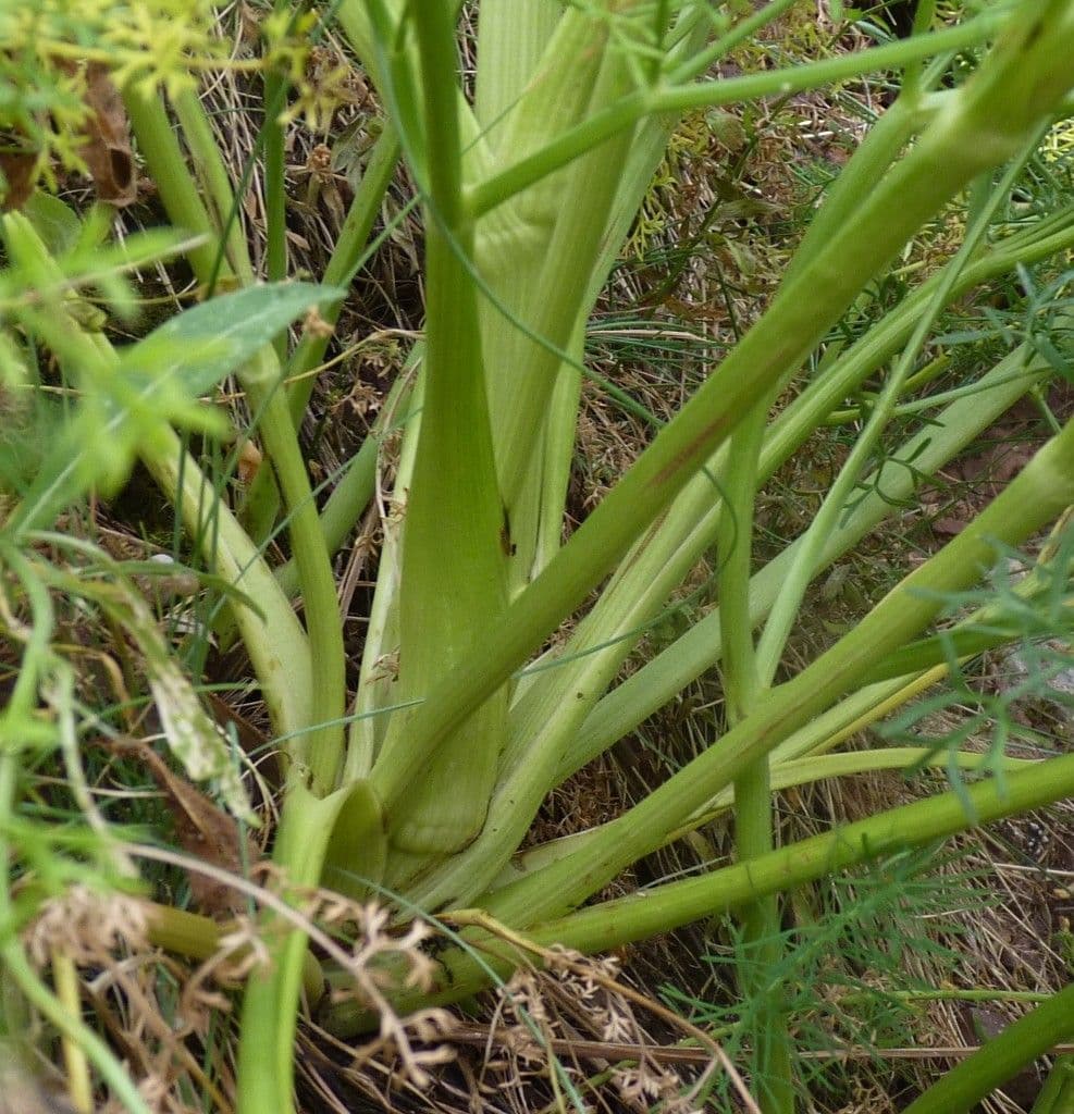 Ligusticum 11