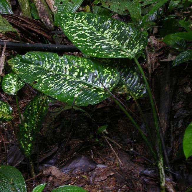 Dieffenbachia di Grayum