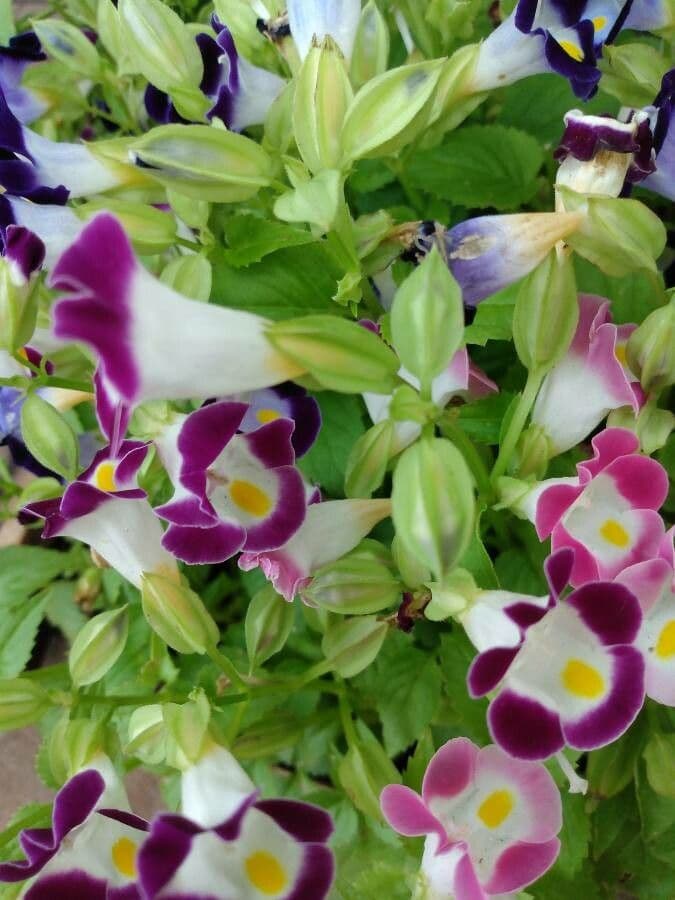 Torenia 21