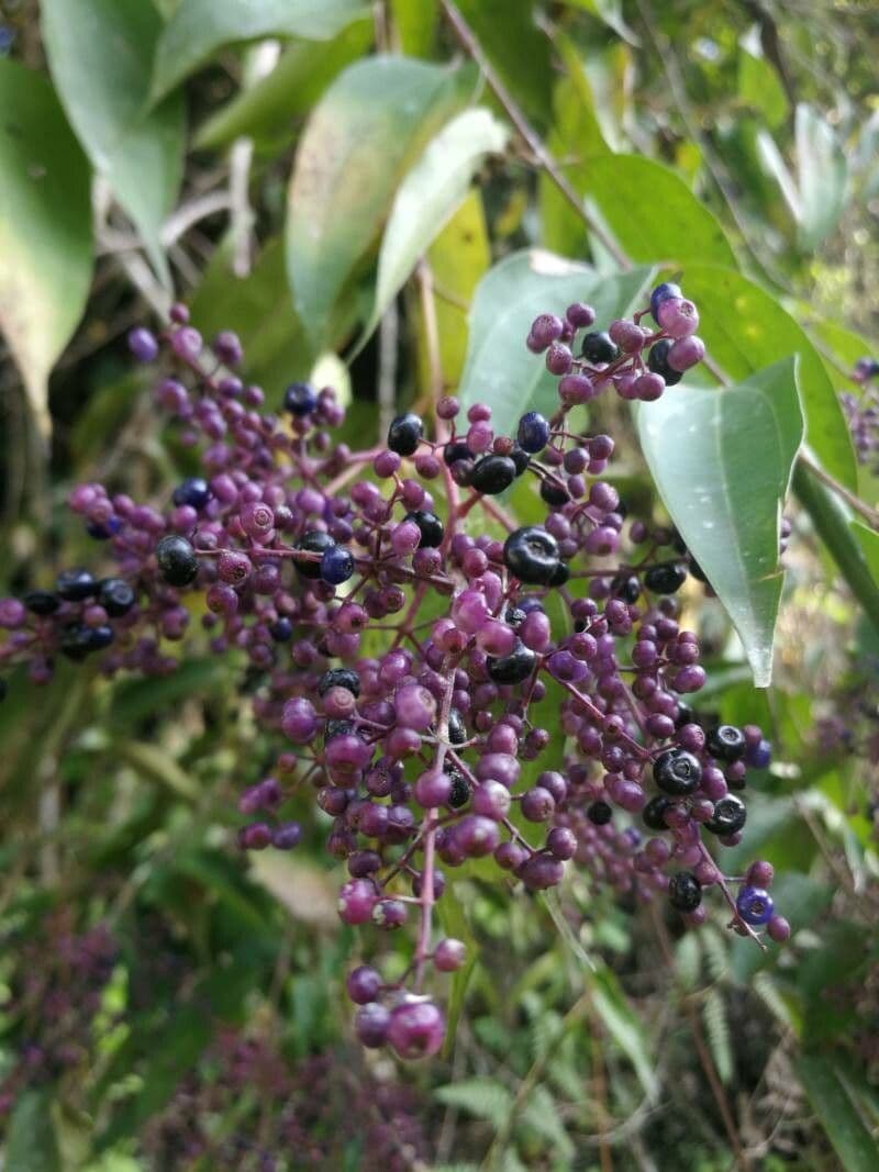 Miconia prasina 3