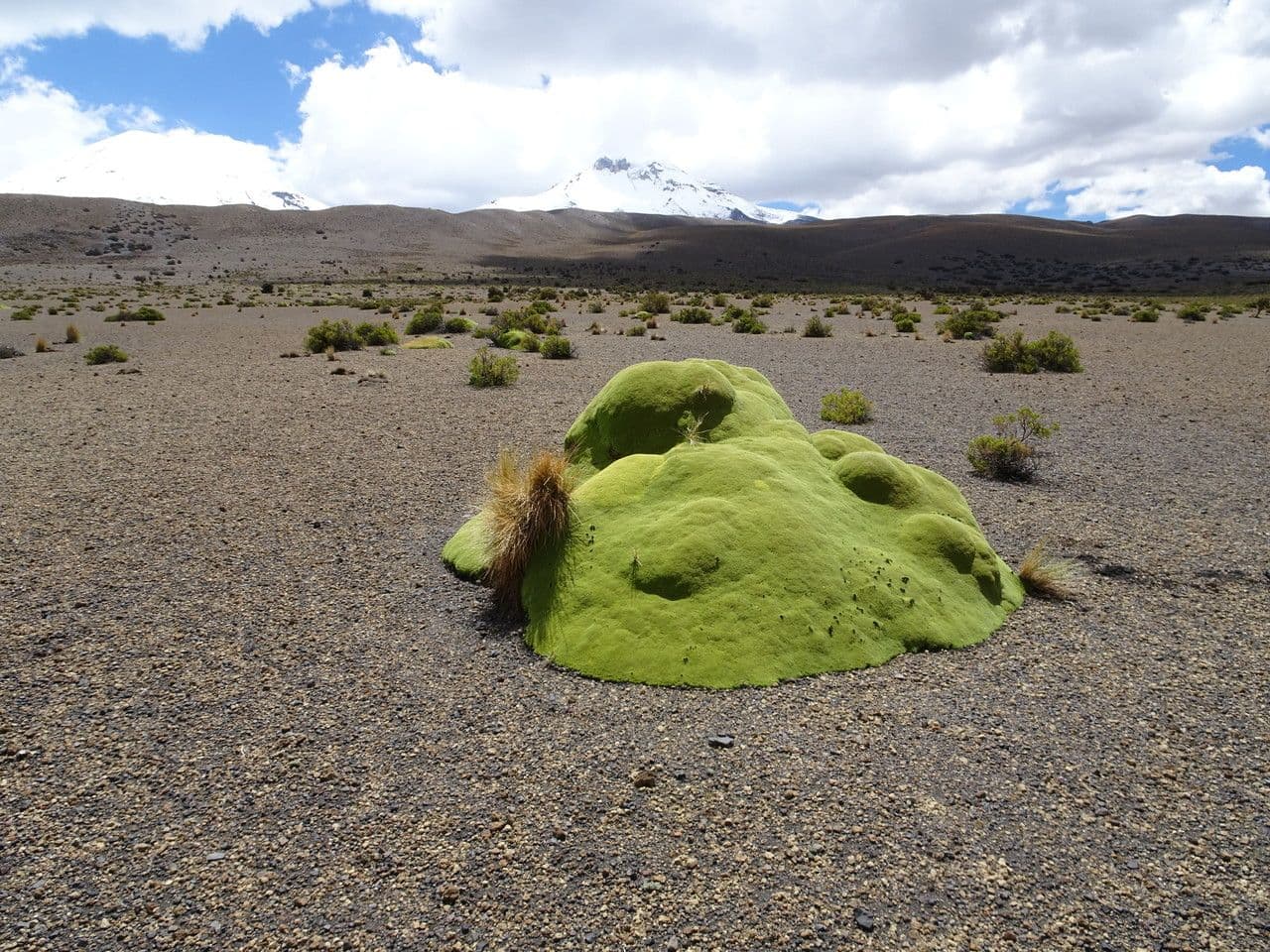 Azorella 10