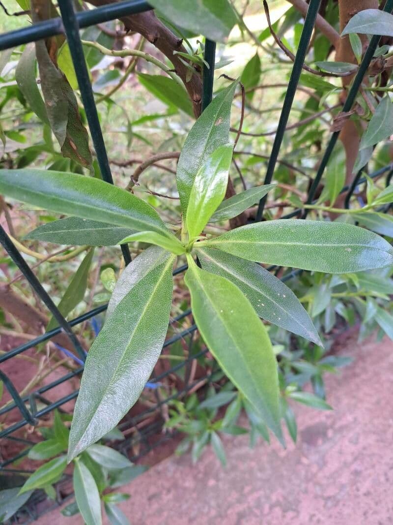 Myoporum laetum 20