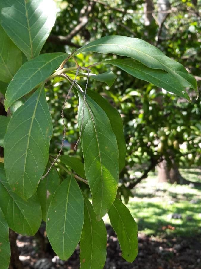 Citharexylum 2