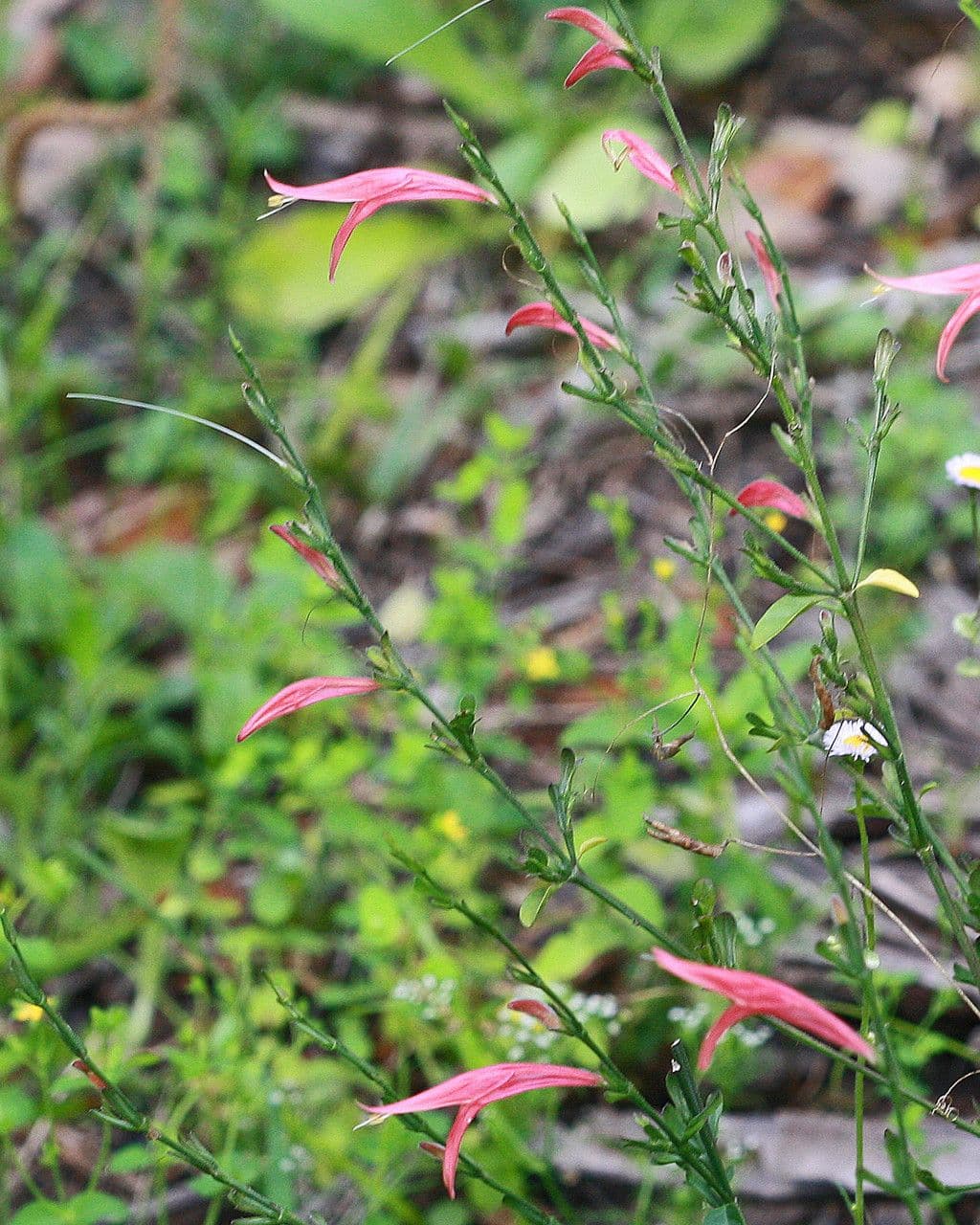 Dicliptera sexangularis 5