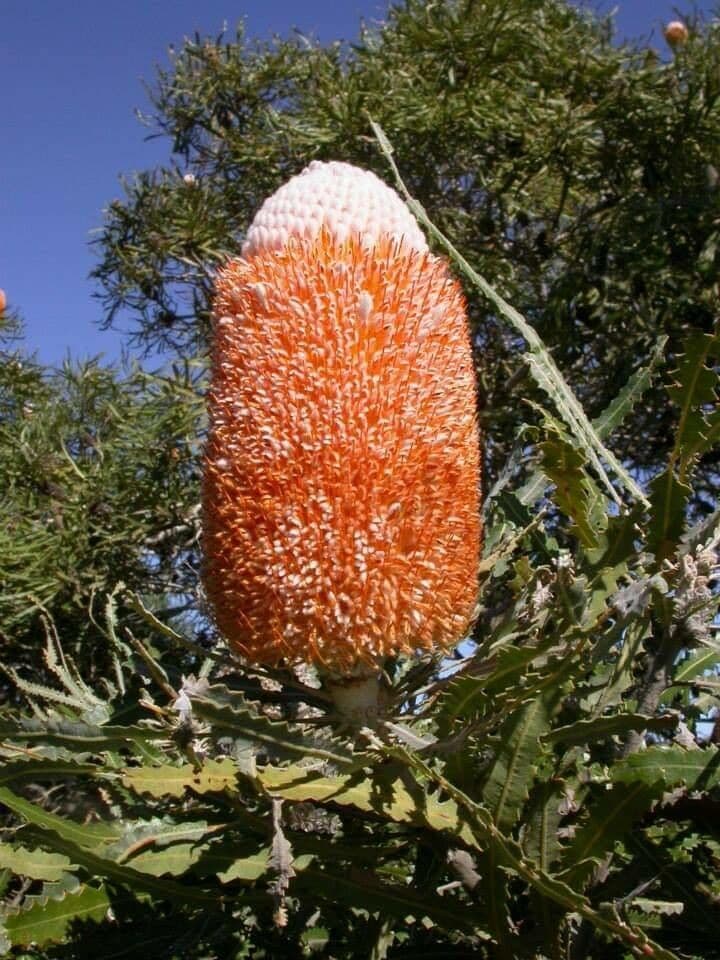 Banksia prionotes 5