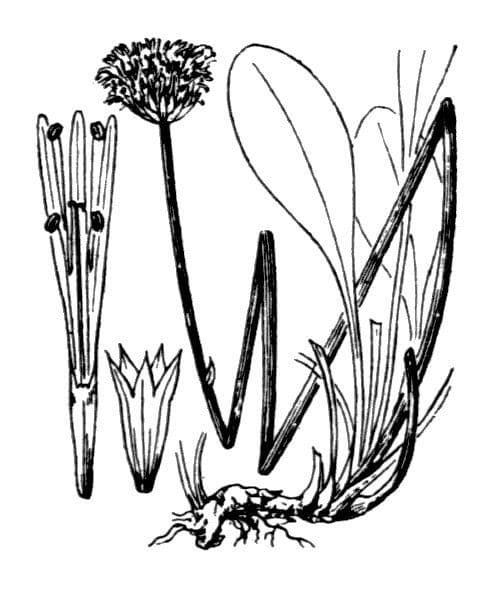 Koulenka bezstvolá 20