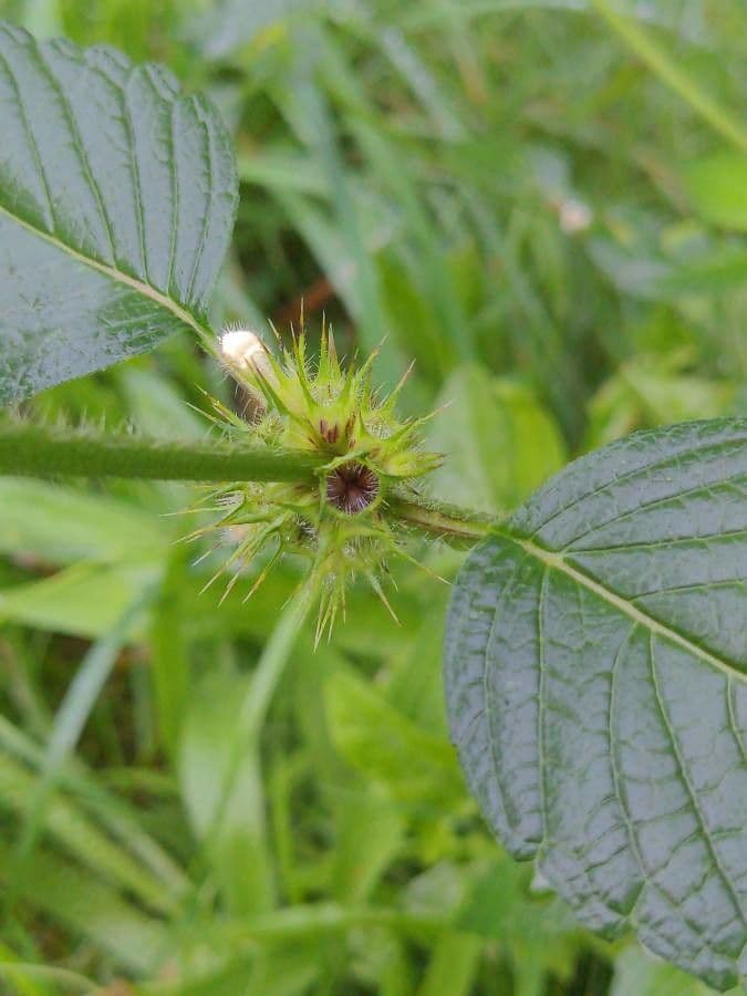 Canapa selvatica 26