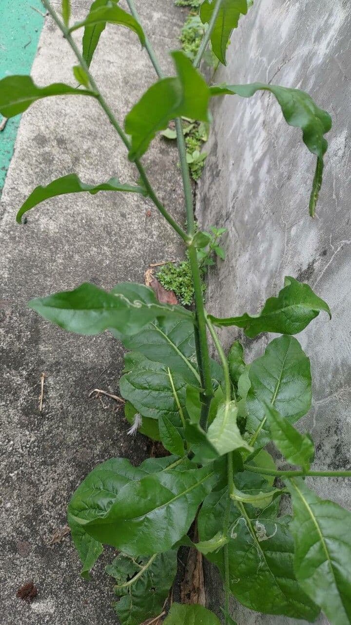 Tabaco de plomo 11