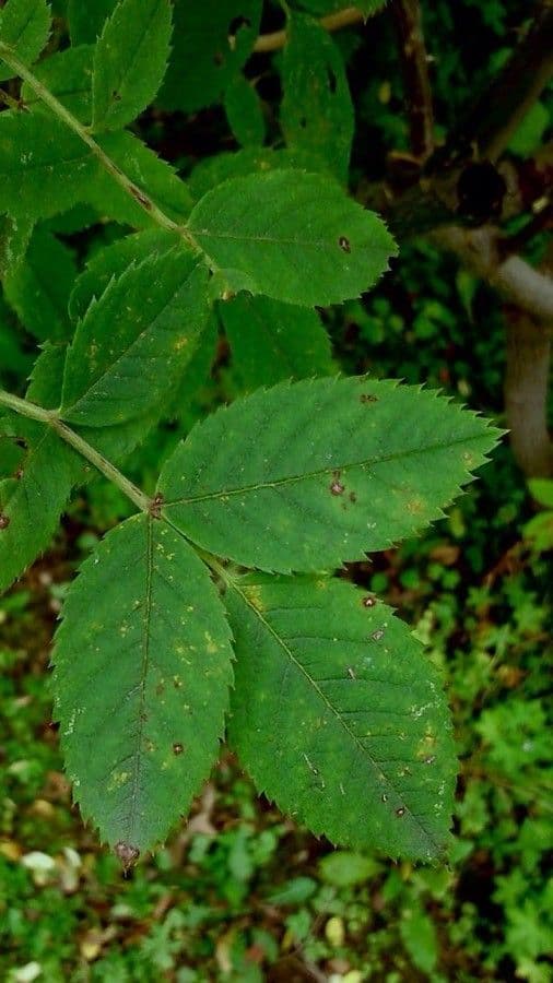 Rosa selvatica comune 17