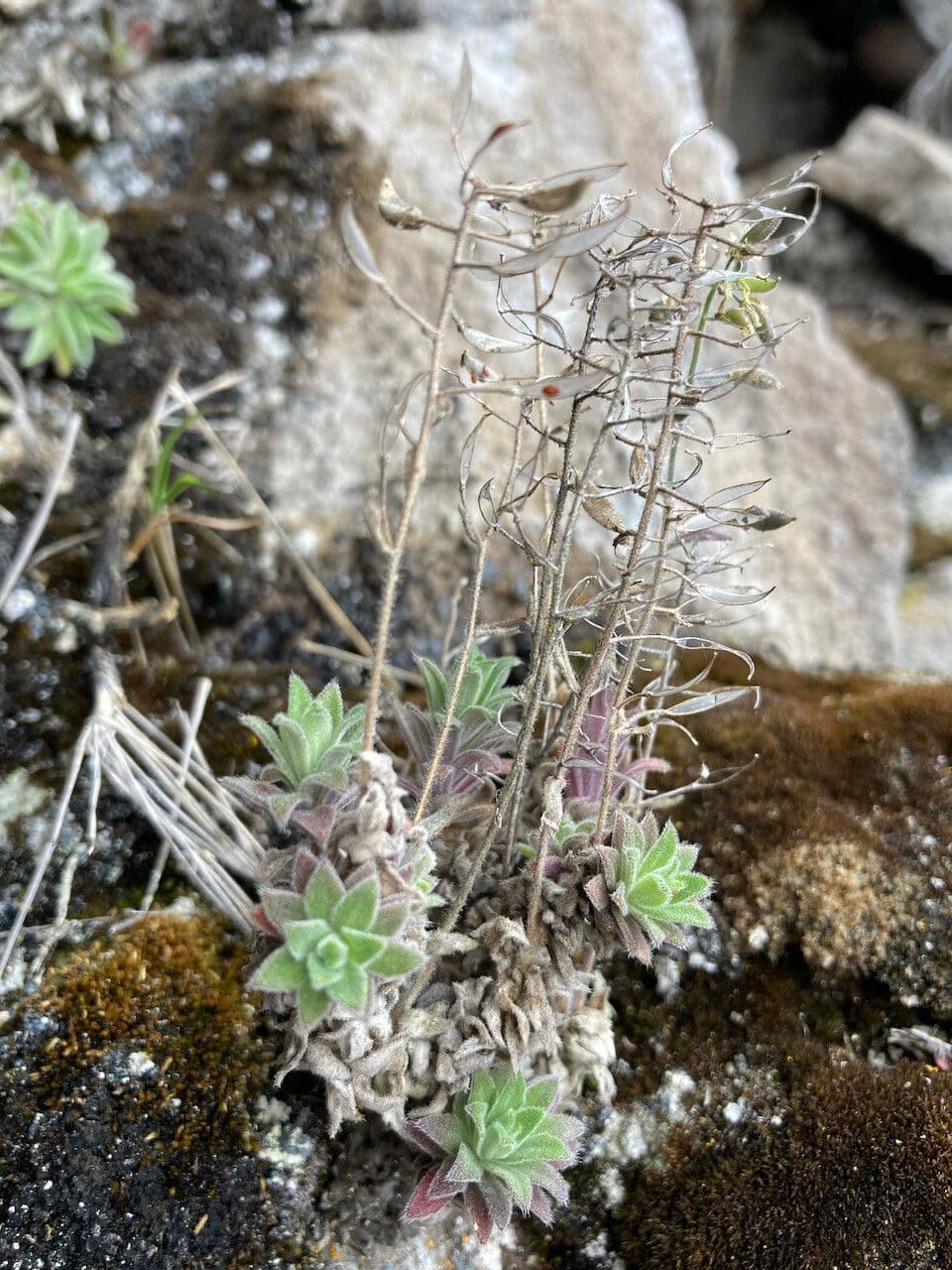 Draba 12