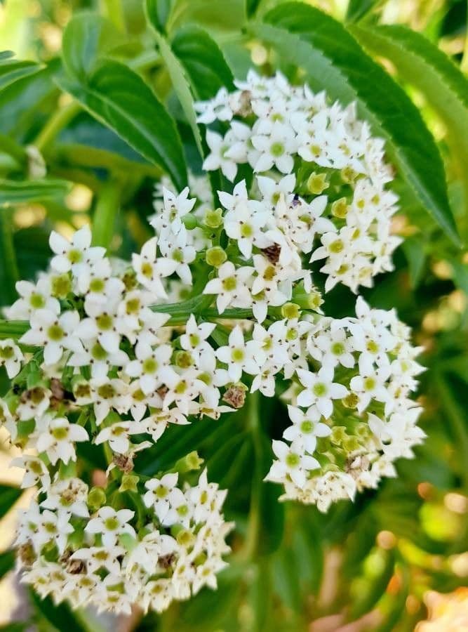 Sambuco australe