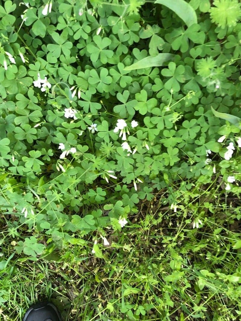 Ossalide incarnata 9