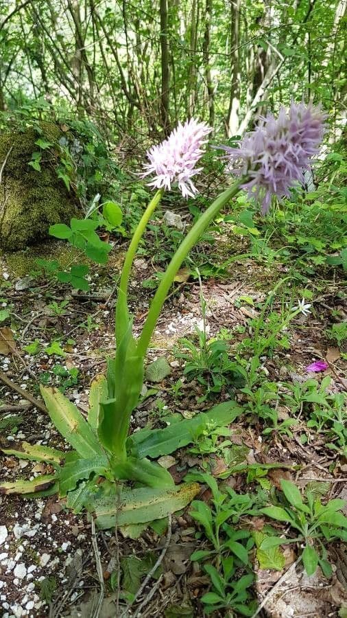 Orchide Uomo Nudo 10