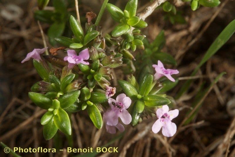 Micromeria 20