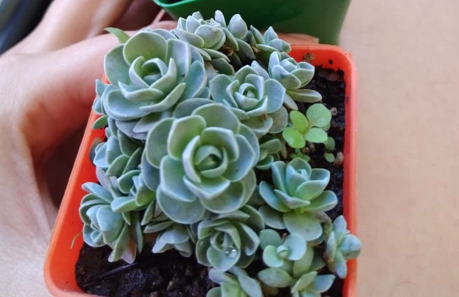 Orostachys malacophylla 8