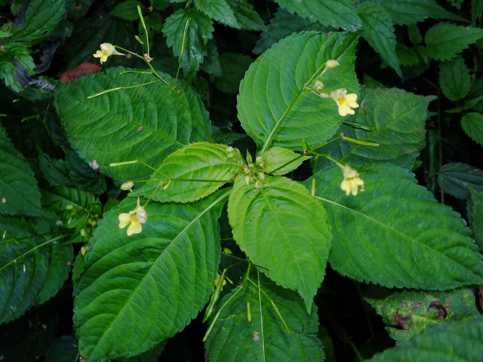 Kleines Springkraut 12
