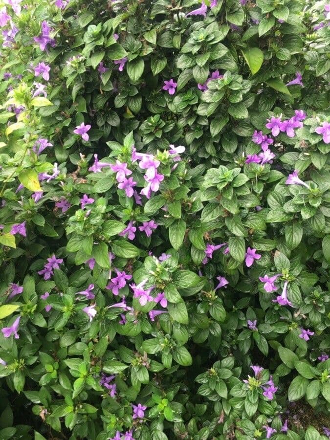 Bürstenblume 14