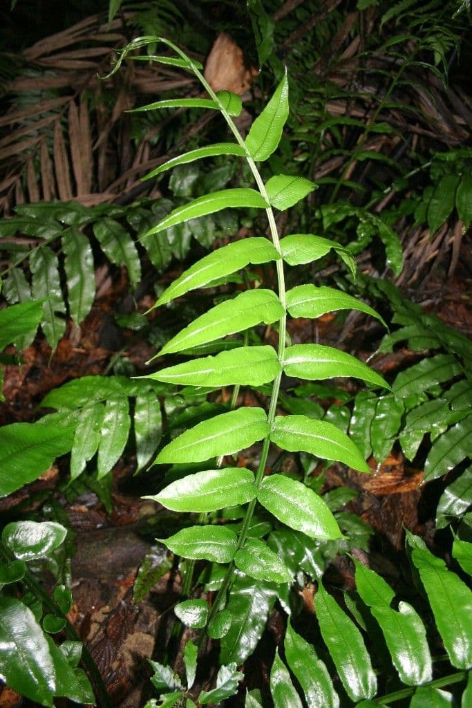Diplaziopsis 6