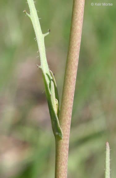 Thysanocarpus laciniato 19