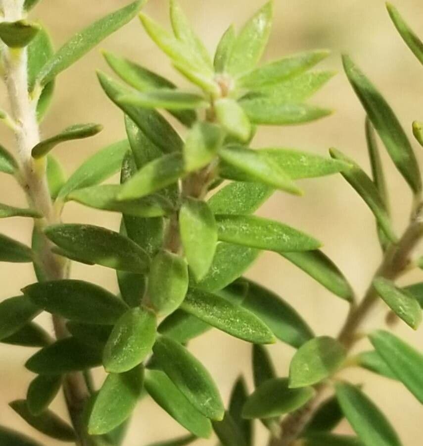 Melaleuca 11