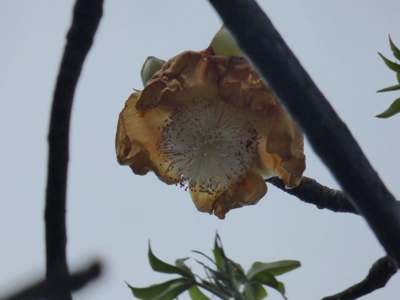 Baobab 7