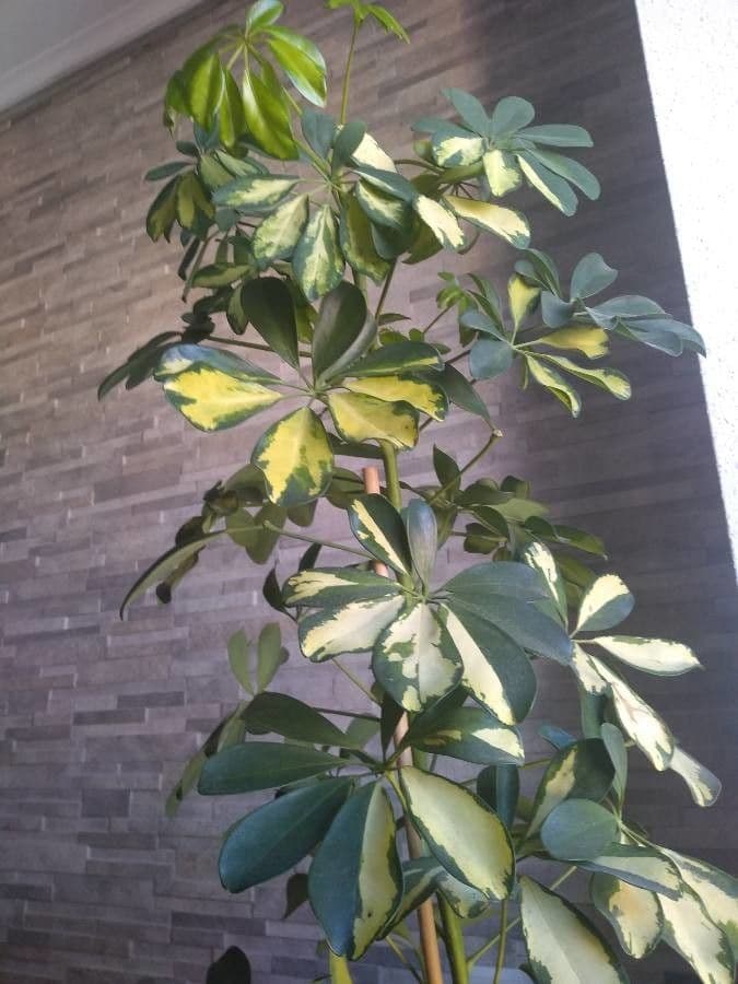Schefflera arbicole 4