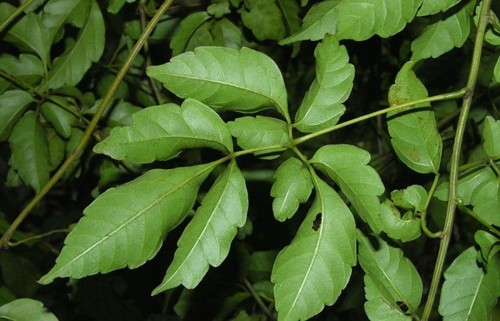 Serjania 7