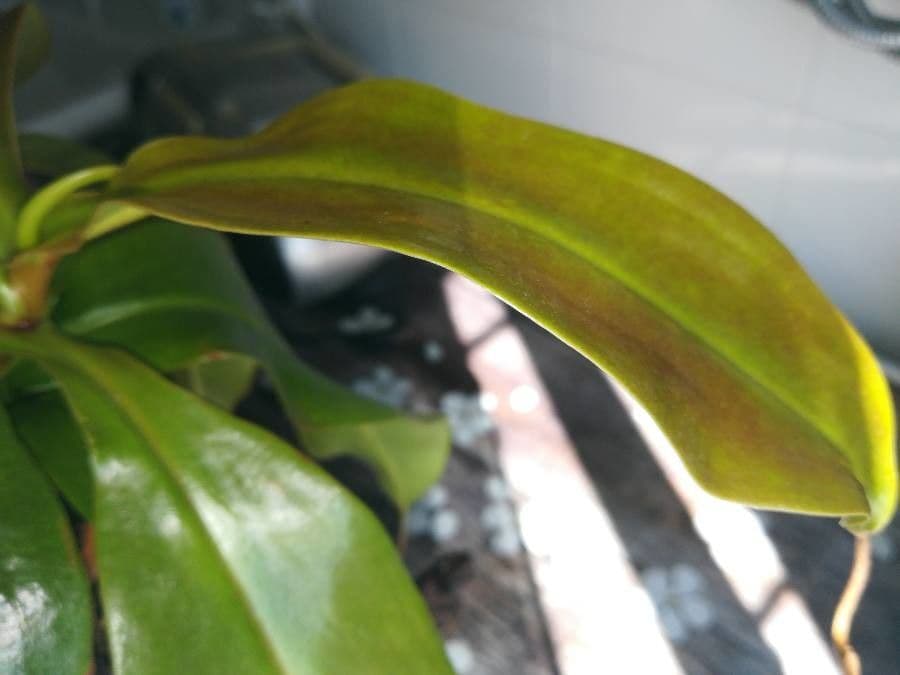 Pianta brocca mirabile 11