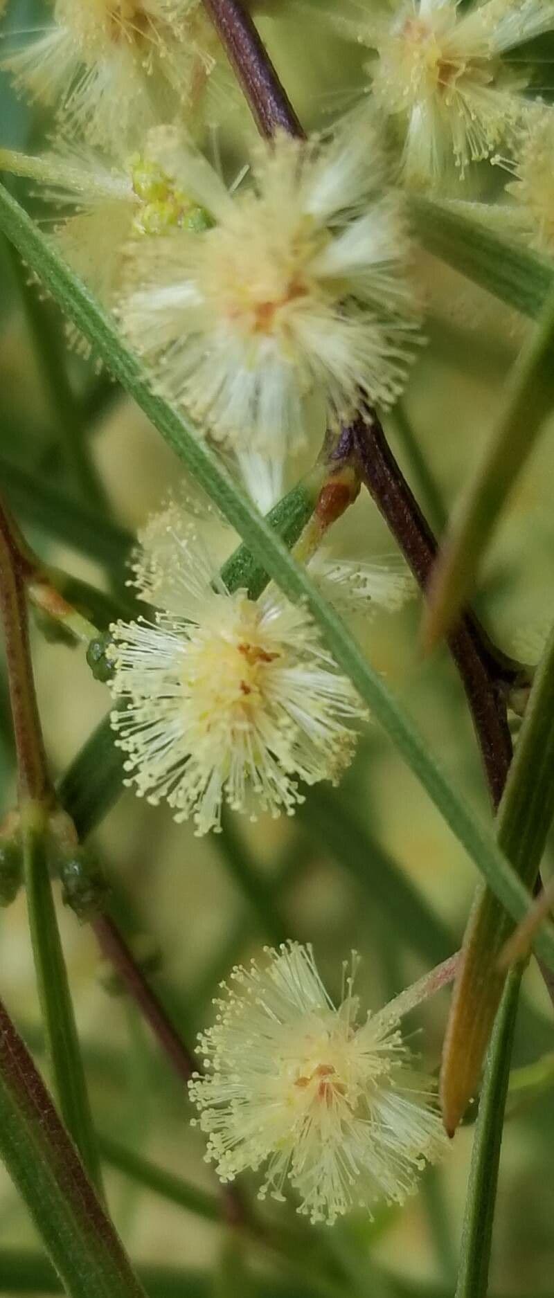 Acacia