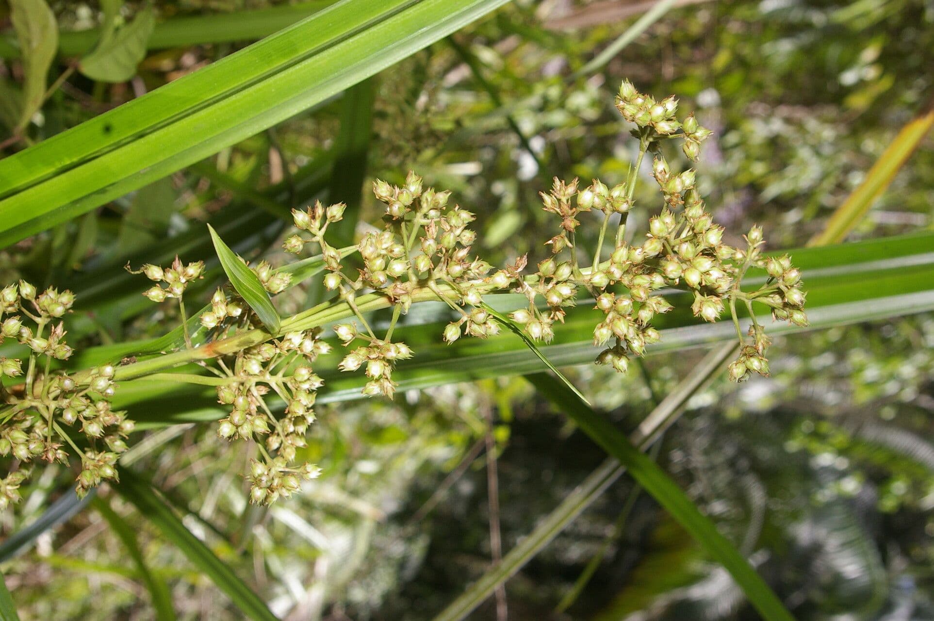 Becquerelia cymosa 5