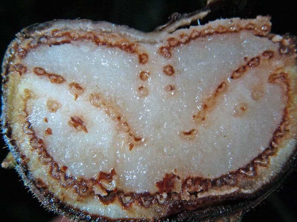 Cyathea bicrenata 21