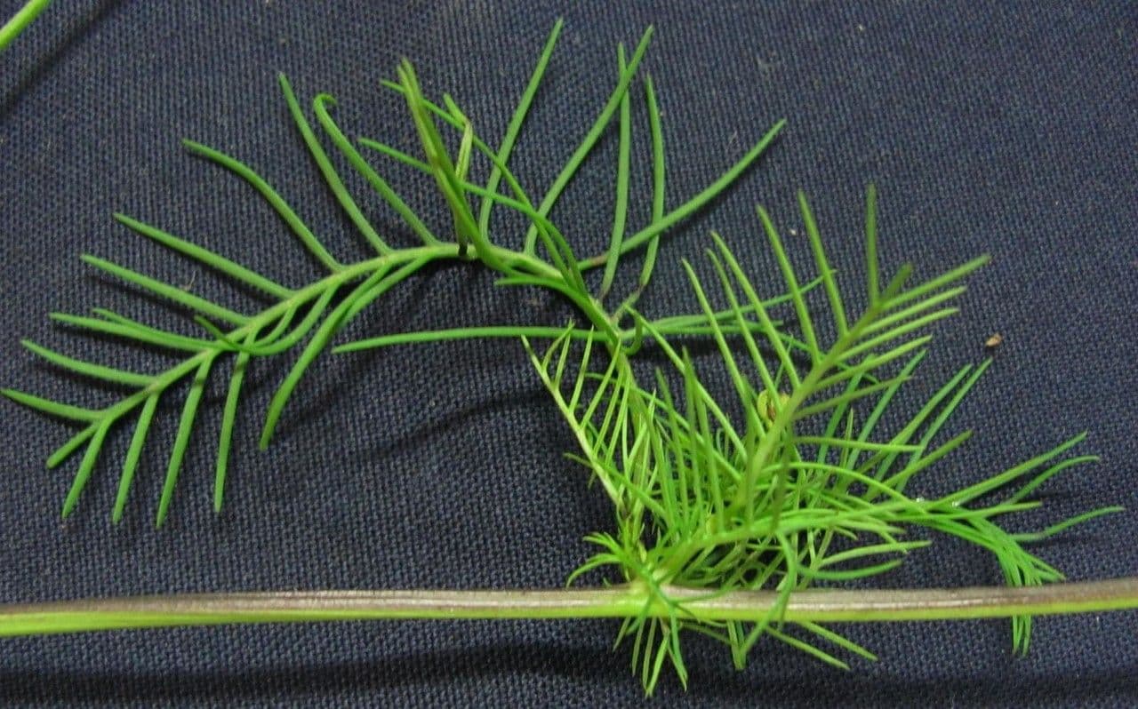 Ipomoea quamoclit 26