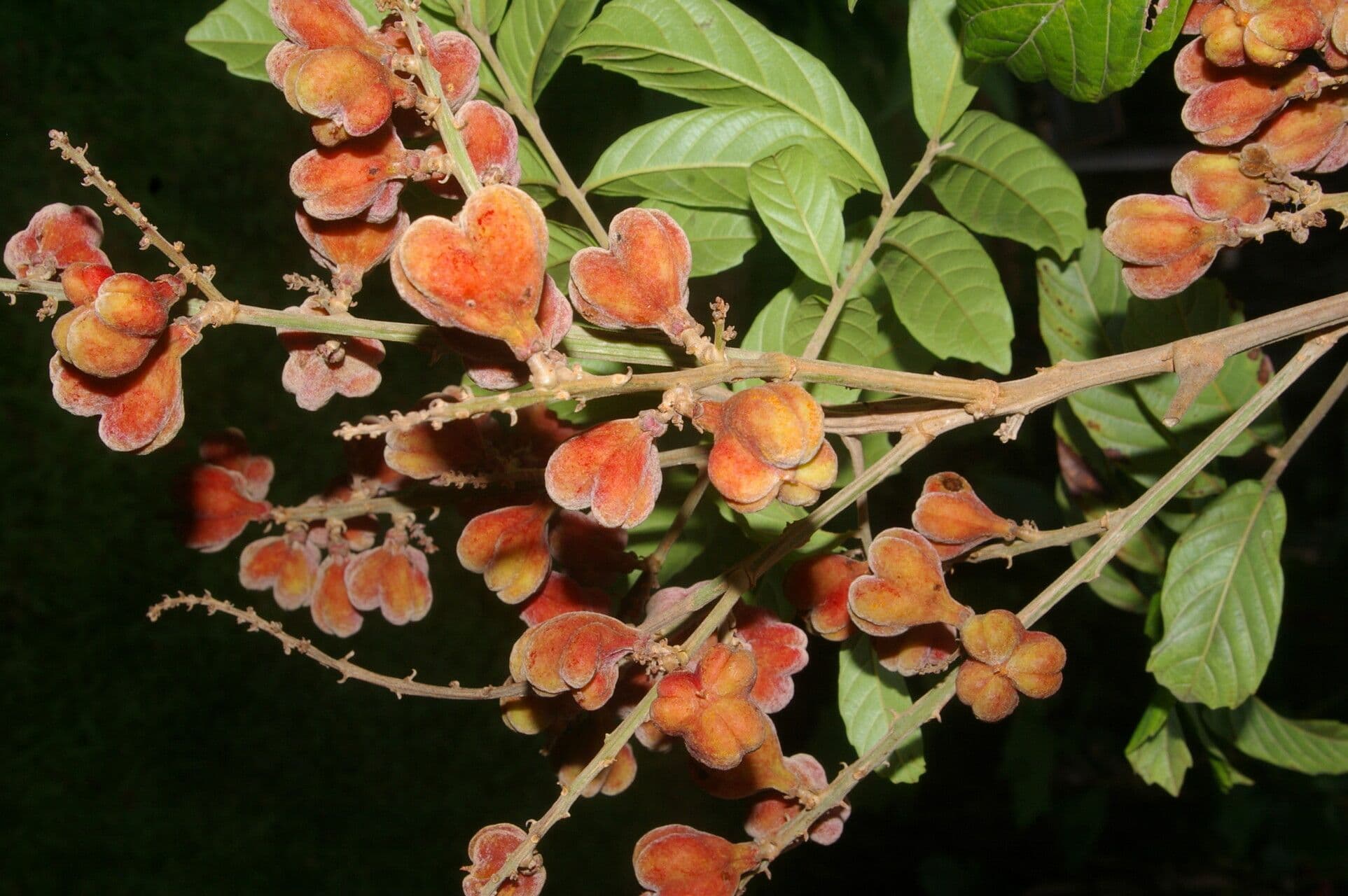 Cupania scrobiculata 2