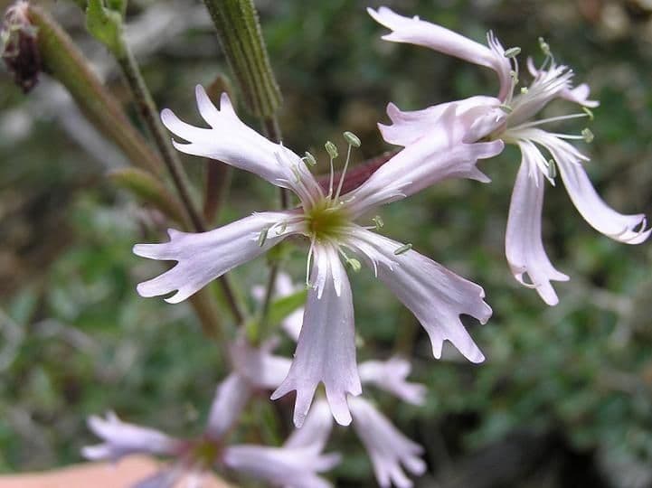 Silene 3