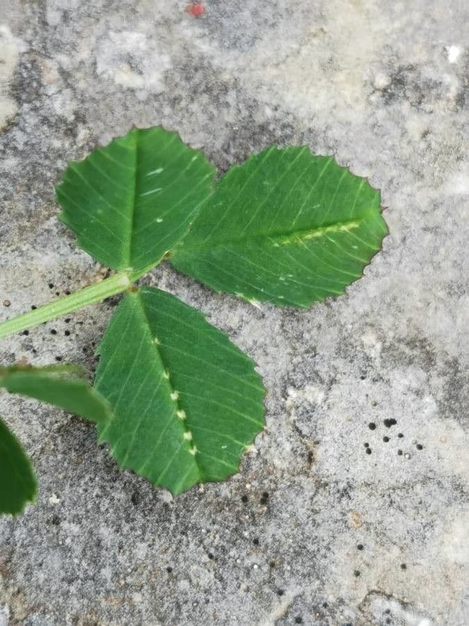 Erba medica orbicolare 20