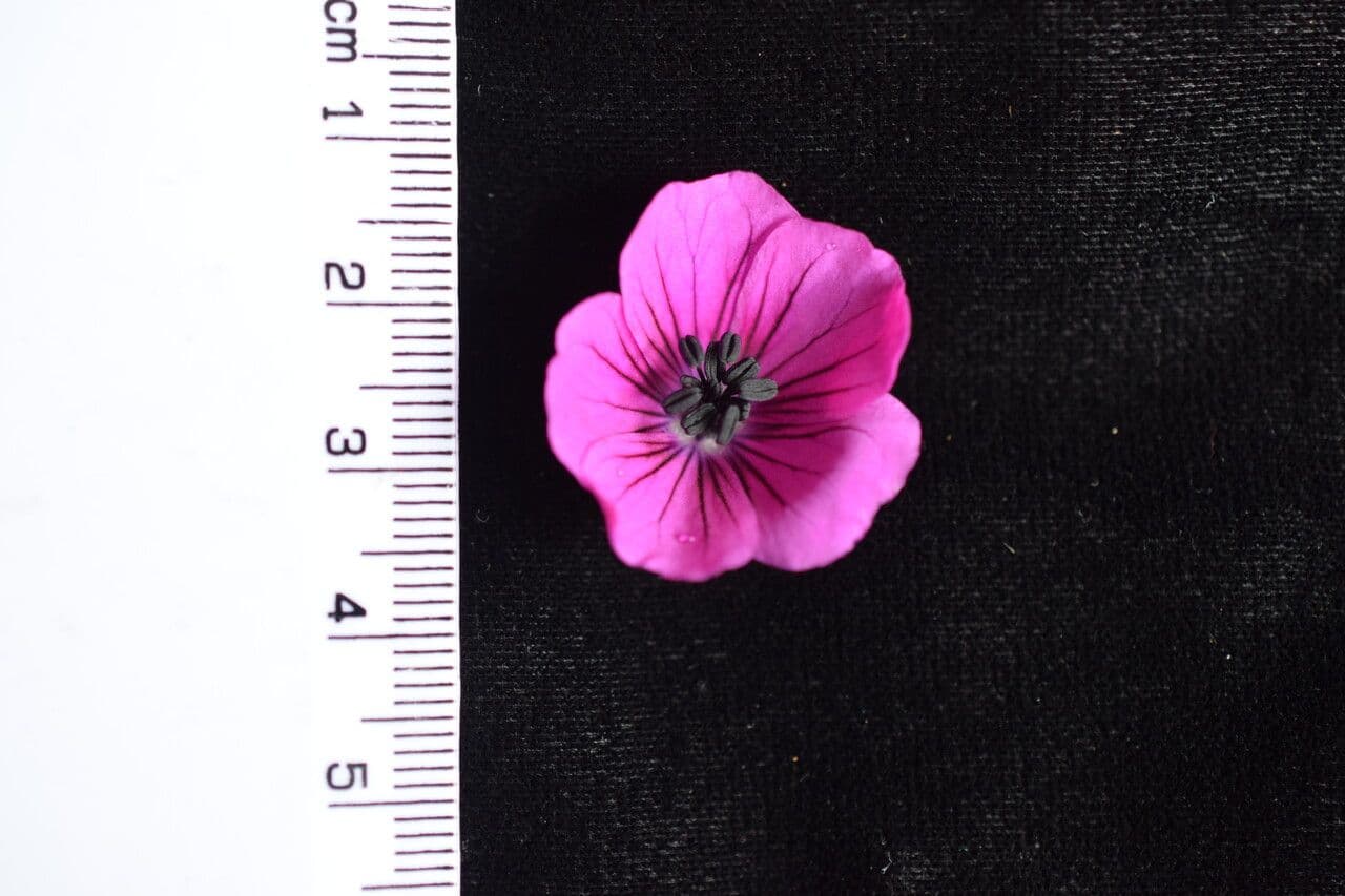 Storchschnabel 17