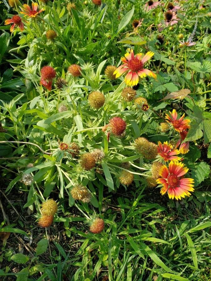 Gaillardia 15