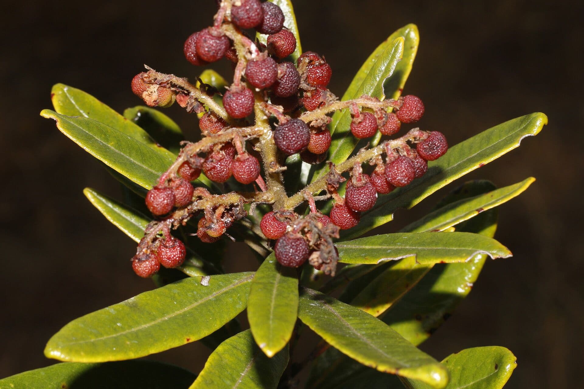 Manzanita 14