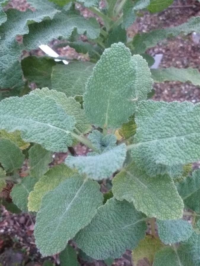 Salvia 3