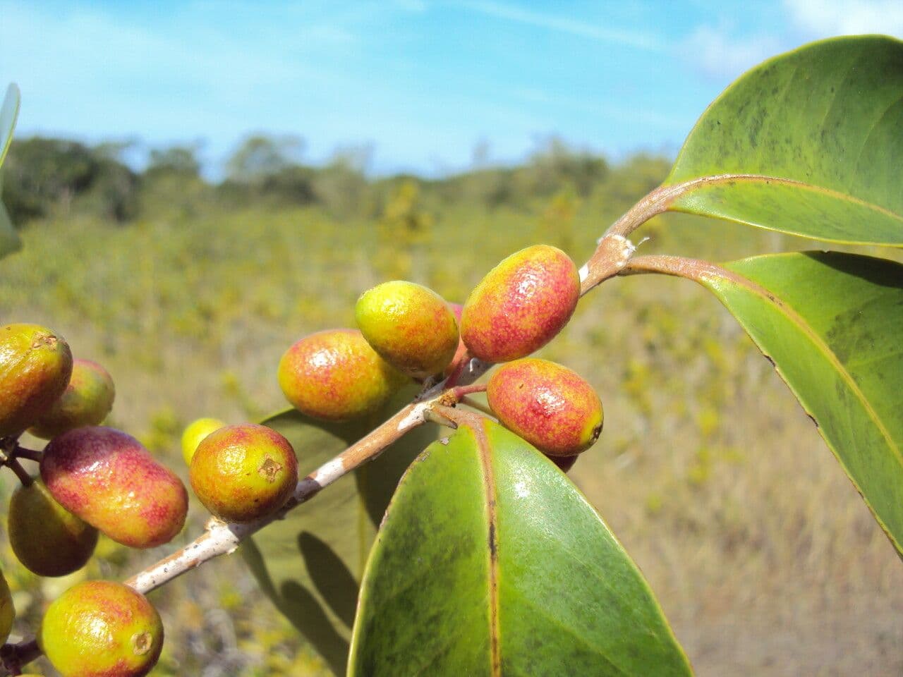 Eugenia 6
